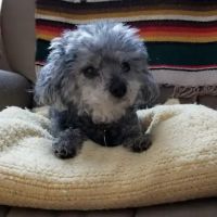 Brookview Animal Health Center ico