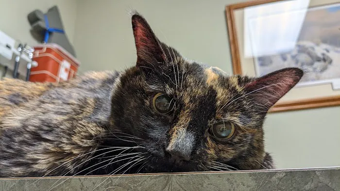 Brookview Animal Health Center Picture 6
