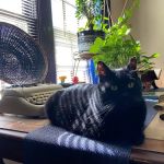 Mason City Pet Clinic