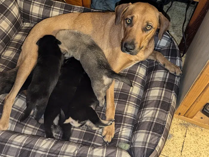 Clear Lake Veterinary Hospital Picture 1