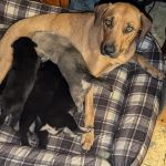Clear Lake Veterinary Hospital