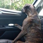 Timberlane Animal Hospital