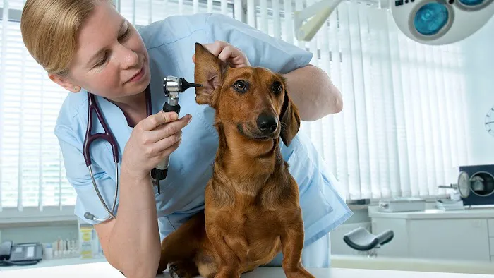 Timberlane Animal Hospital Picture 3