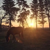 Plainfield Veterinary Services ico