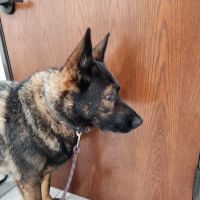 Weston Veterinary Hospital ico