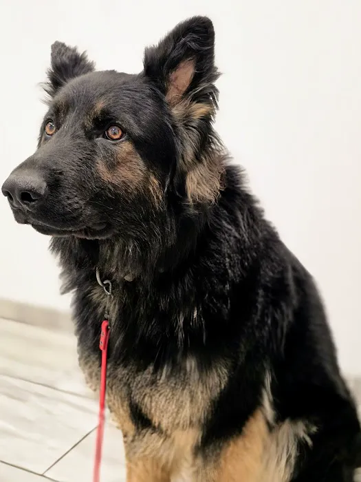 Weston Veterinary Hospital Picture 2