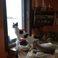 Grimm Tails Veterinary ico