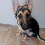 Animal Tracks Veterinary Service, LLC