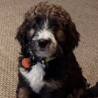 Tomah Veterinary Clinic ico