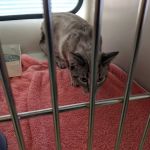 Northside Veterinary Clinic