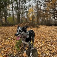 Rolling Hills Veterinary Clinic ico