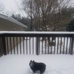 Piper Veterinary Clinic