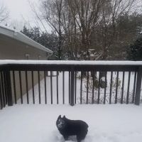 Piper Veterinary Clinic ico