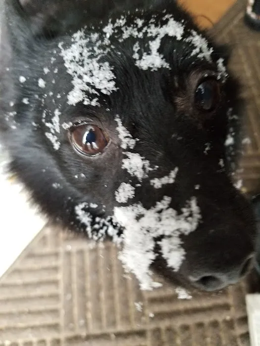 Piper Veterinary Clinic Picture 4