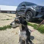 Critters & Such Pet Care
