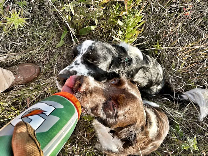 Critters & Such Pet Care Picture 2