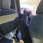 Brodahl Veterinary Services