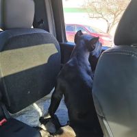 Brodahl Veterinary Services ico