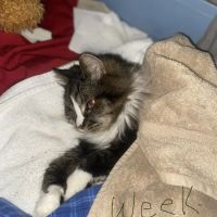 Fergus Falls Animal Care Clinic ico