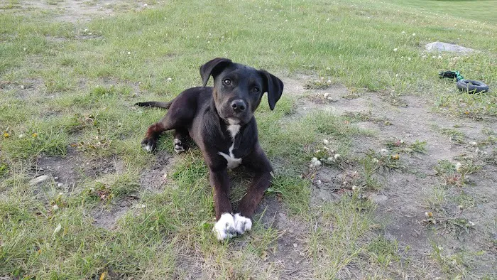 Fergus Falls Animal Care Clinic Picture 4