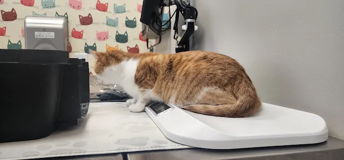 Companion Animal Hospital Picture 1