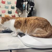Companion Animal Hospital ico