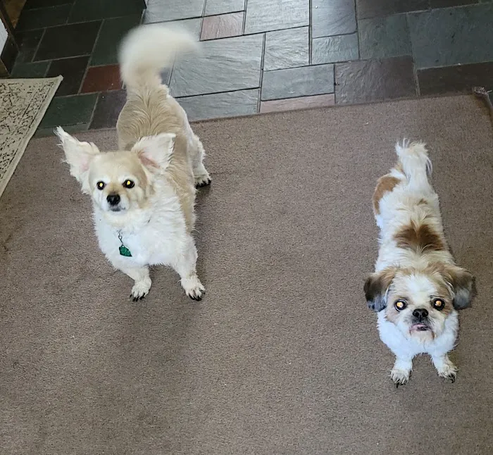 Companion Animal Hospital Picture 8