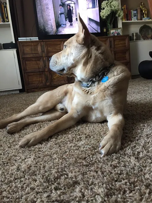 Companion Animal Hospital Picture 9