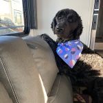 Companion Animal Hospital: Fransen Thea DVM