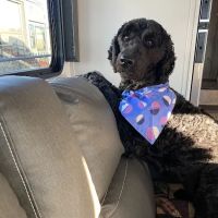 Companion Animal Hospital: Fransen Thea DVM ico