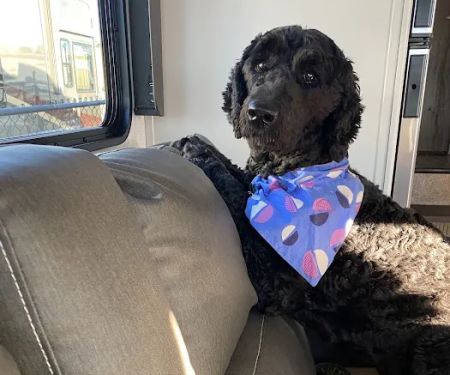Companion Animal Hospital: Fransen Thea DVM