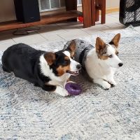 Care Veterinary Clinic ico