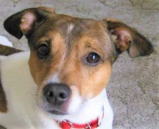 Care Veterinary Clinic Picture 5