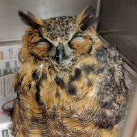 Garrison Animal Hospital ico