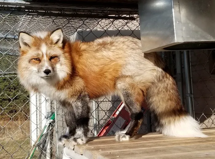 Garrison Animal Hospital Picture 3