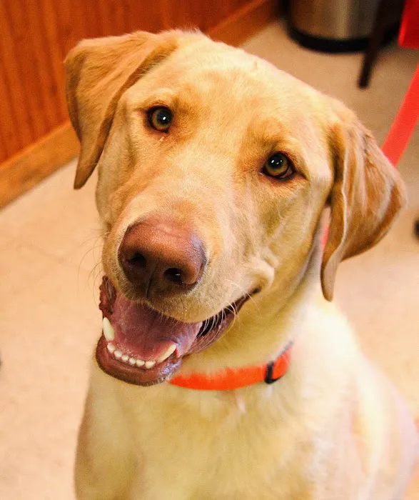 Iron Range Veterinary Clinic Picture 4