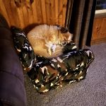 Crosslake Veterinary Hospital