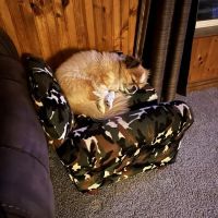 Crosslake Veterinary Hospital ico