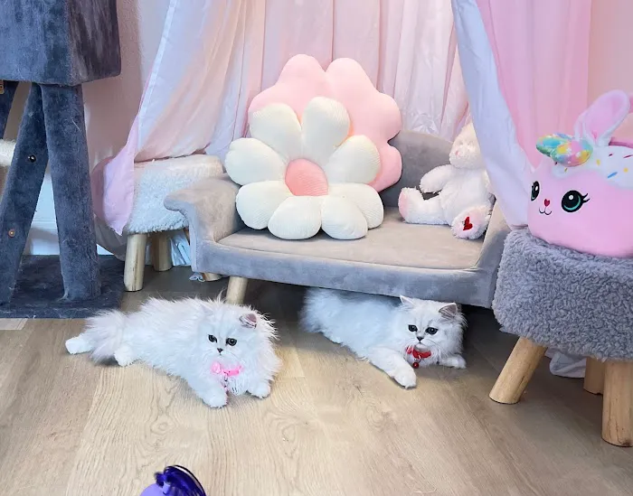 Pretty Purr Dolls Persian Cats Picture 3
