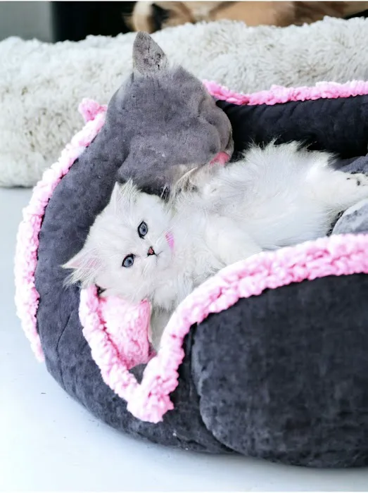Pretty Purr Dolls Persian Cats Picture 1