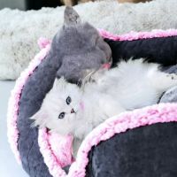 Pretty Purr Dolls Persian Cats ico