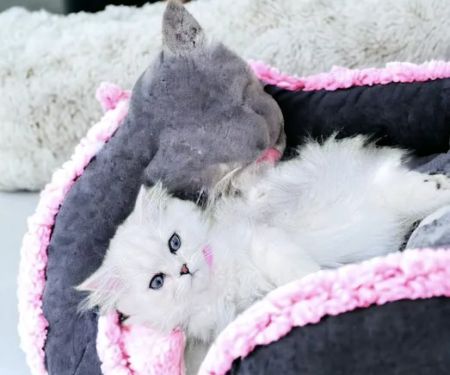 Pretty Purr Dolls Persian Cats