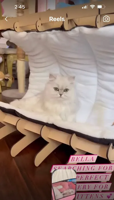 Pretty Purr Dolls Persian Cats Picture 7