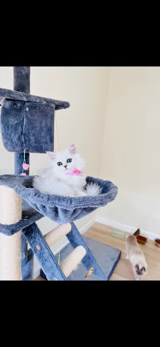 Pretty Purr Dolls Persian Cats Picture 6