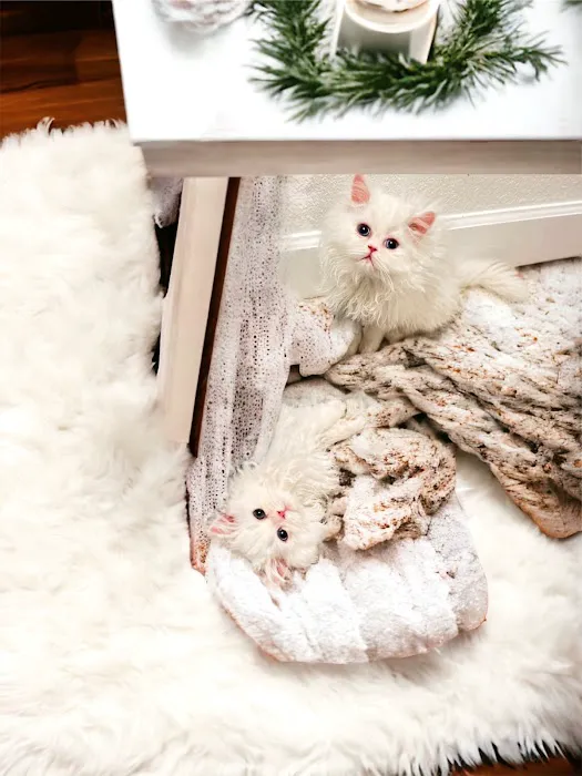 Pretty Purr Dolls Persian Cats Picture 5