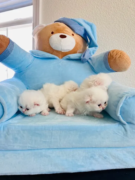 Pretty Purr Dolls Persian Cats Picture 10