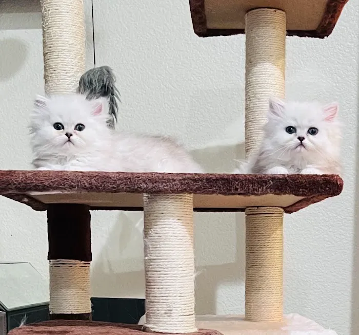 Pretty Purr Dolls Persian Cats Picture 8