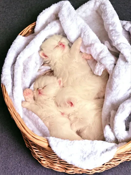 Pretty Purr Dolls Persian Cats Picture 9
