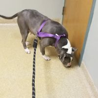 PetVet Vaccination Clinic ico