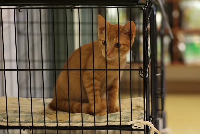 PetVet Vaccination Clinic Picture 9